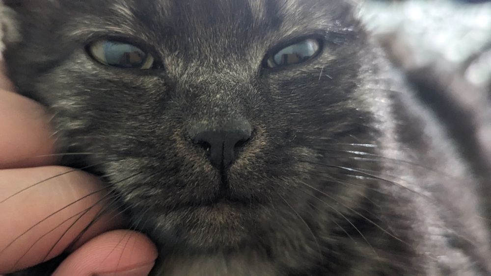 Кошенята кіт і кішка