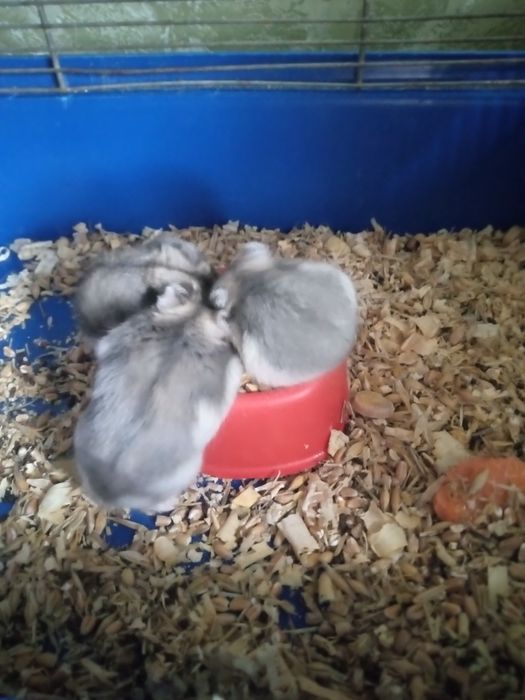 Хомячки Кременчуг