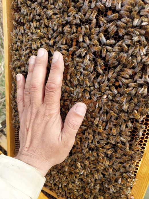 Пчеломатки, Бджоломатки БАКФАСТ на сезон 2026. F1, ІО.