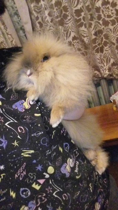 Кролик пухнастий