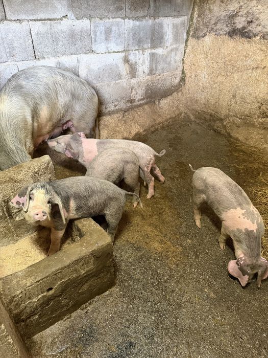 Vendo Leitoes Bisaros