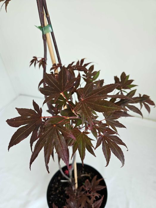 Klon palmowy – Atropurpureum bonsai  wys 130cm