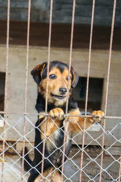 Kto pokocha Traviska?