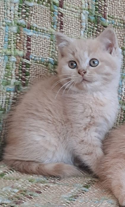 Шотландські кошенята
