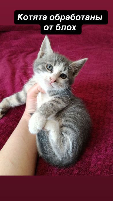 Много котят бесплатно