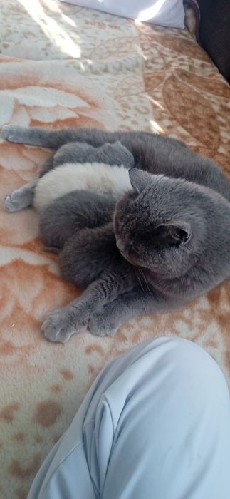 Шотландські кошенята
