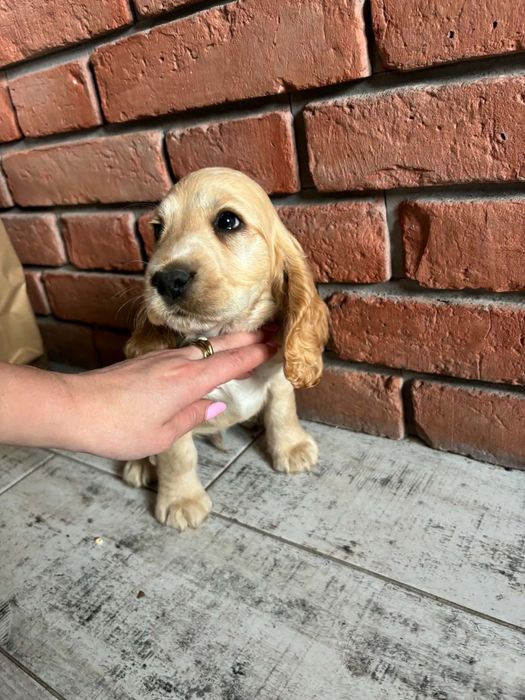 Cocker spaniel angielski piesek