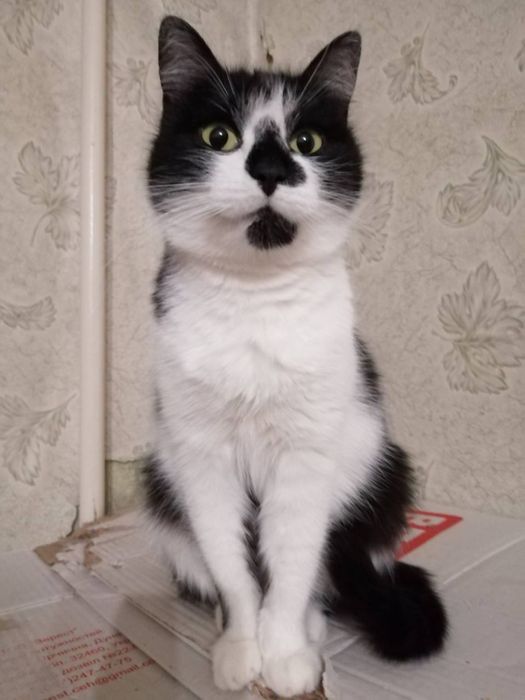 Кішка, кіт, кошення