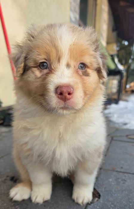 Owczarek australijski suczka