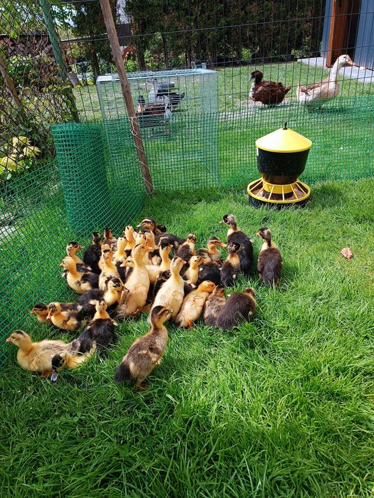 Sprzedam kaczki kaczka staropolska pisklęta staropolskie kaczuszki hit