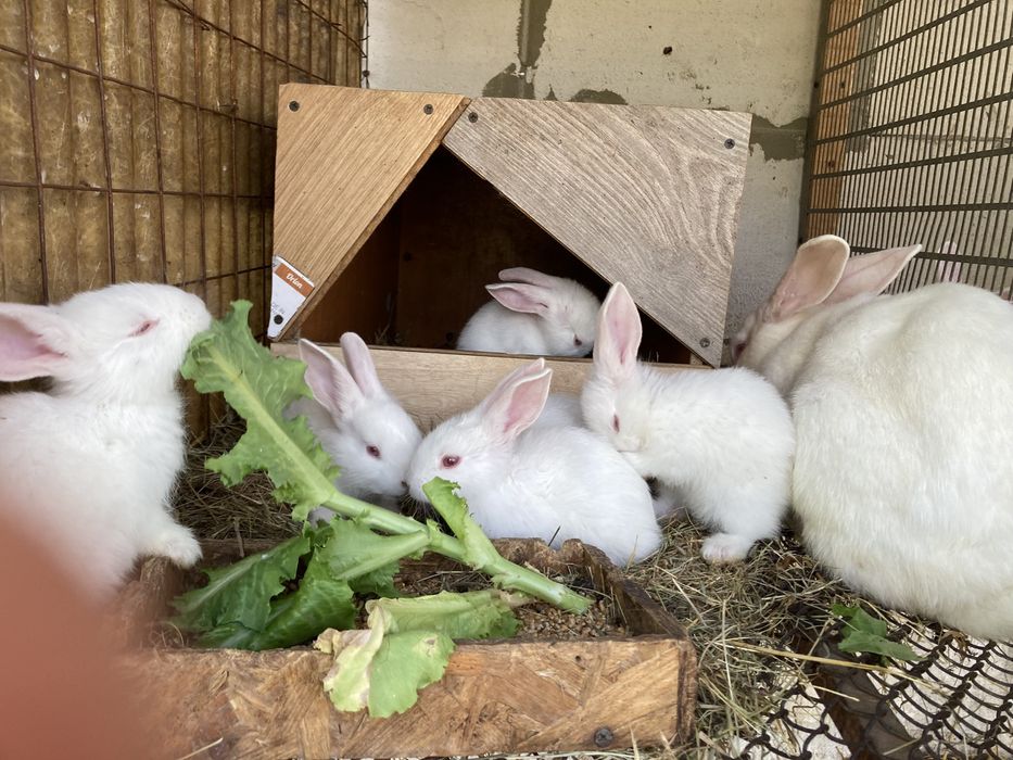 Кролиці та кріль, Термонська Біла та шиншилааа. Класні кролі