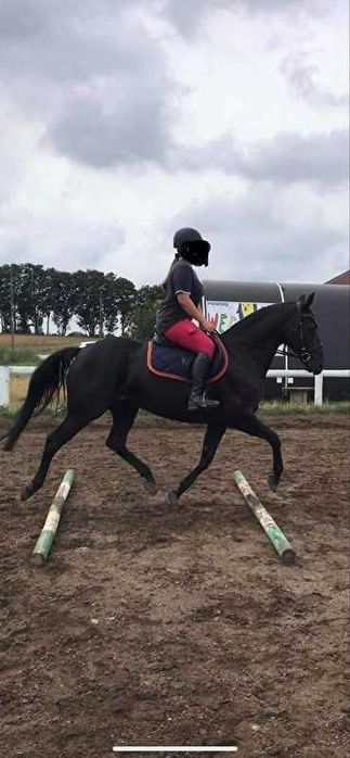 Sprzedam 12 letnią klacz w typie pogrubianym