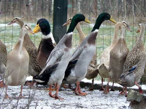 Kaczki różne pekin, mulard, kho pisklęta do odchowu dalszego