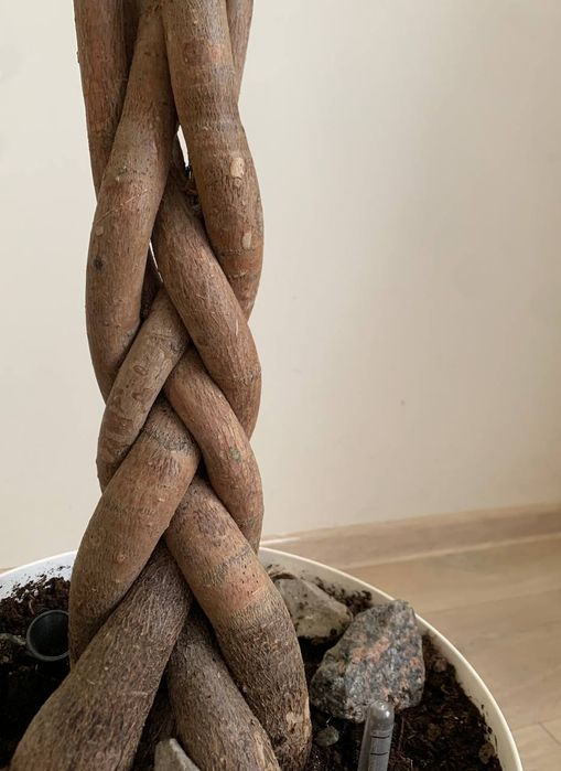 Пахіра  терміново