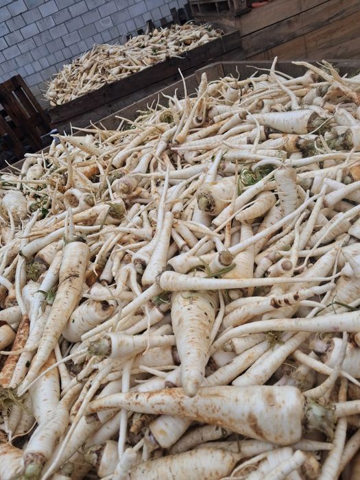 Pietruszka odpad na pasze