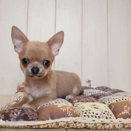Мини чихухуа девочка крем