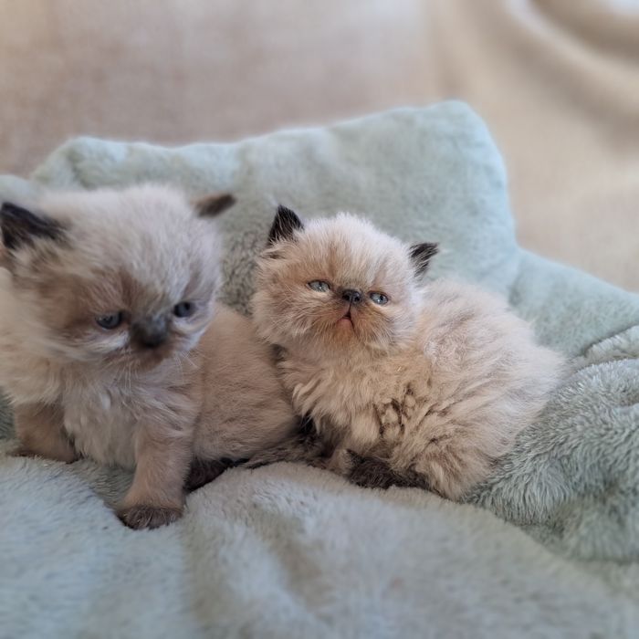 Kotek, kocurek perski color point