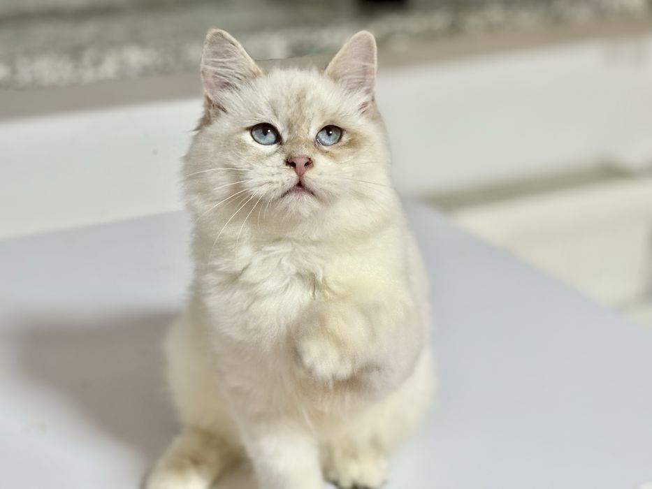 Kot syberyjski neva masquerade