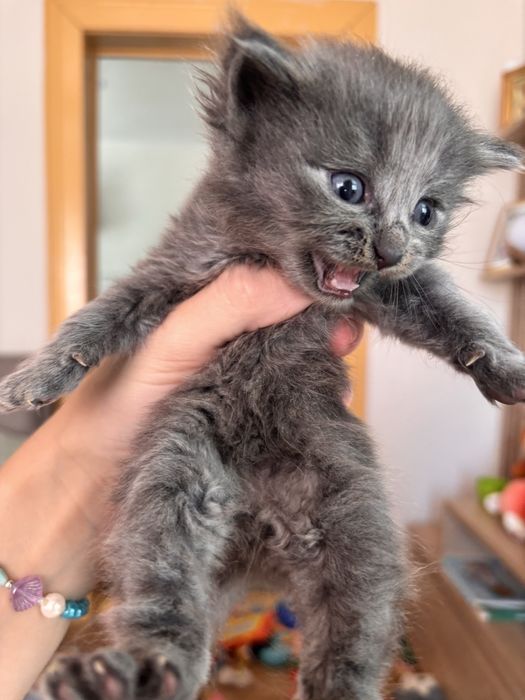 Віддам кошенят.