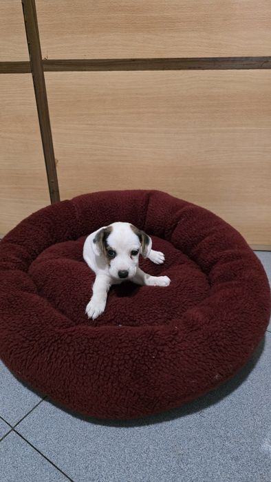 Jack russell macho
