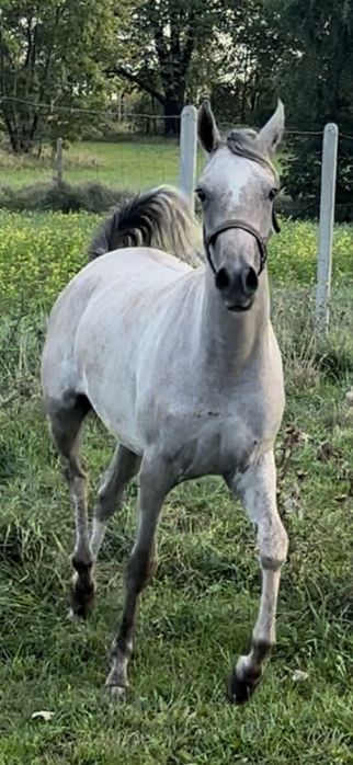 Klacz Arabska Orlando / Orla Wieza