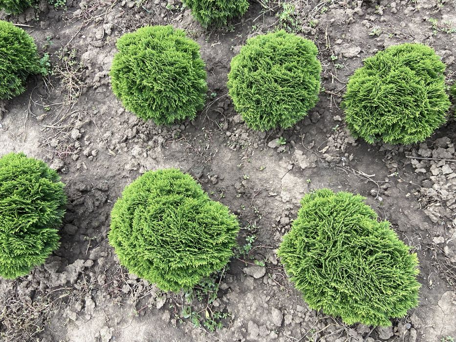 Туї, ялівець, самшит