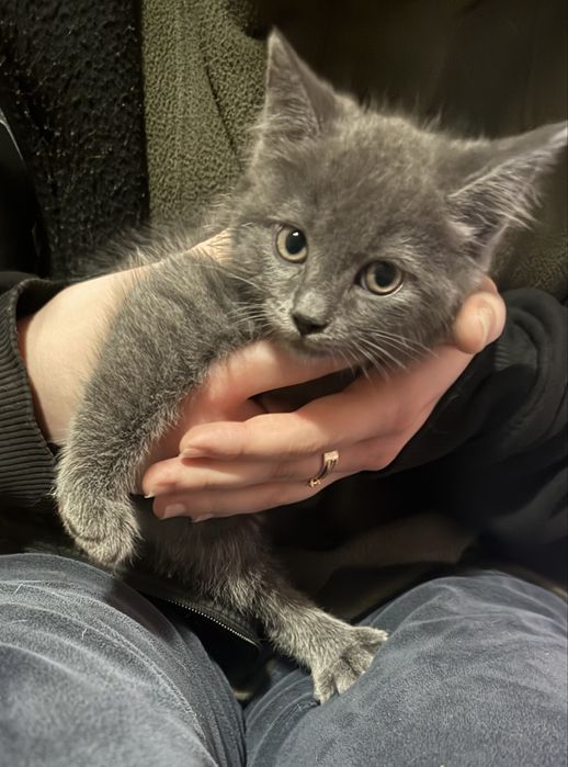 Подарую кошенят в добрі руки