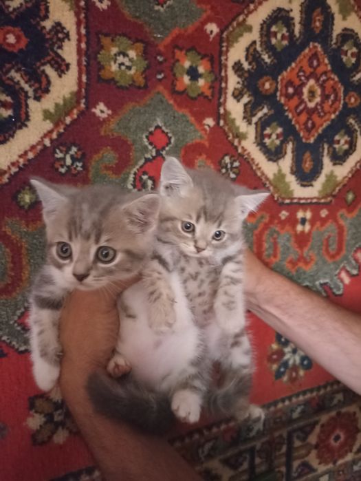 Шотландські кошенята