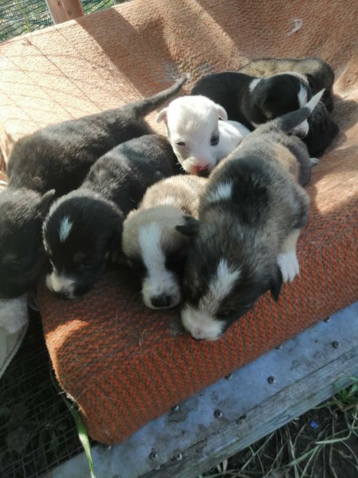 Віддам цуценят в добрі руки