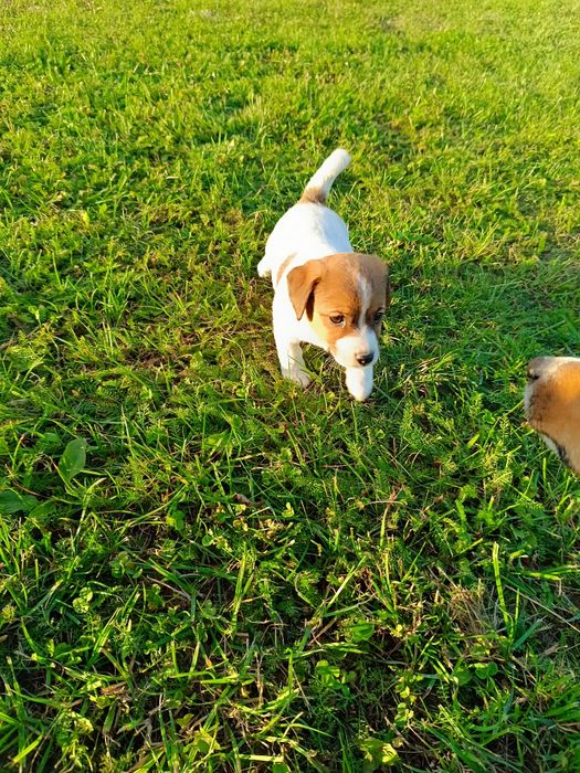 Jack Russell Terrier