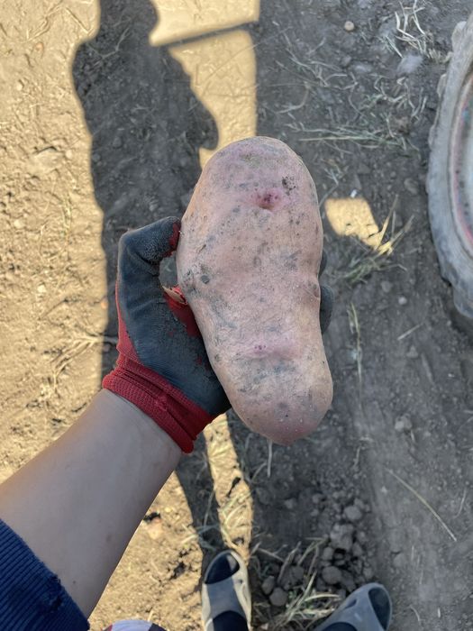 Картопля белла роса