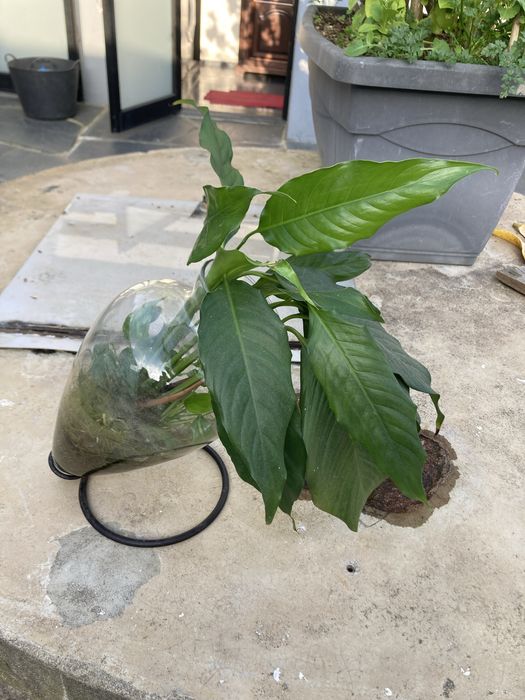 Lirio da paz planta ultima unidade