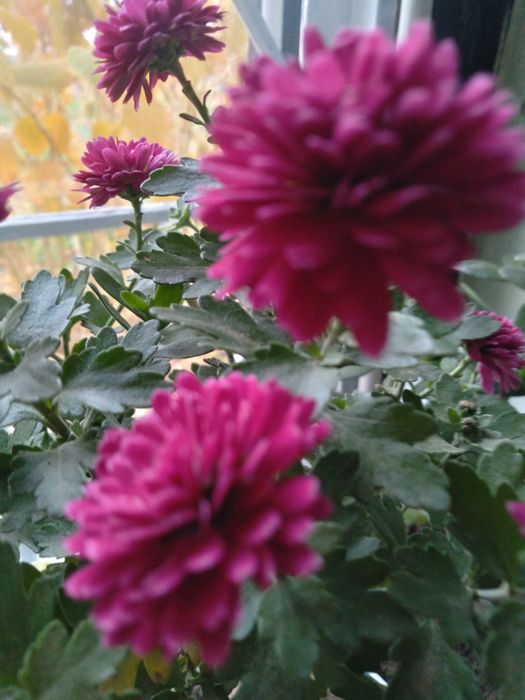 Хризантеми два кольори.