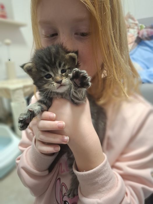 Przepiękny czarny pręgowany Maine Coon Rodowód FPL