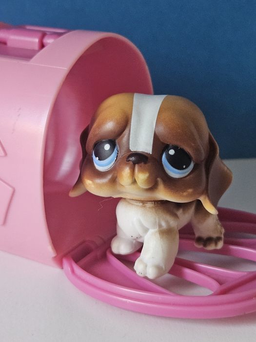 Bernardyn w różowym kojcu przenośnym