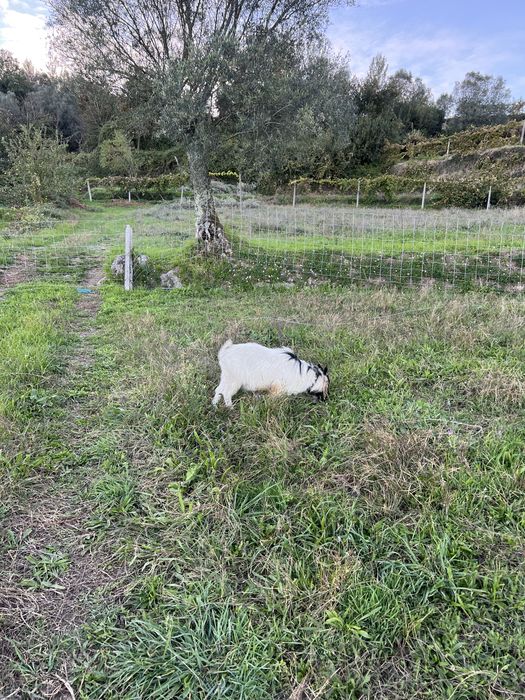 Cabrito anão com um ano e meio