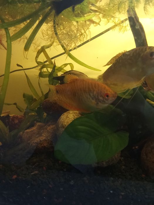 Samce i samice  Gurami