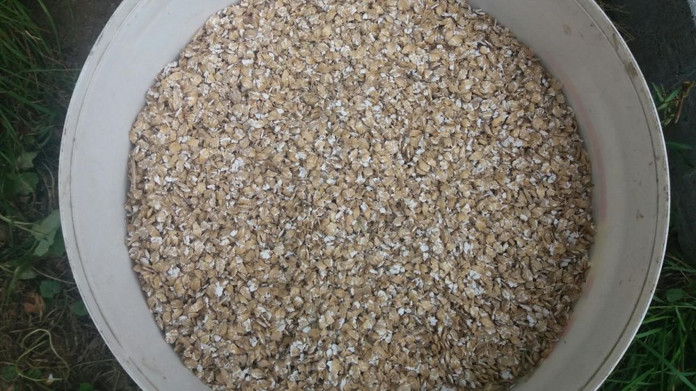 Pszenica owies jęczmień gnieciony