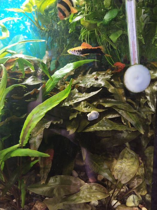 Водоросли для аквариума разные