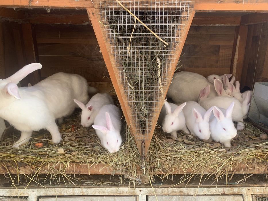 Термонці, різного віку