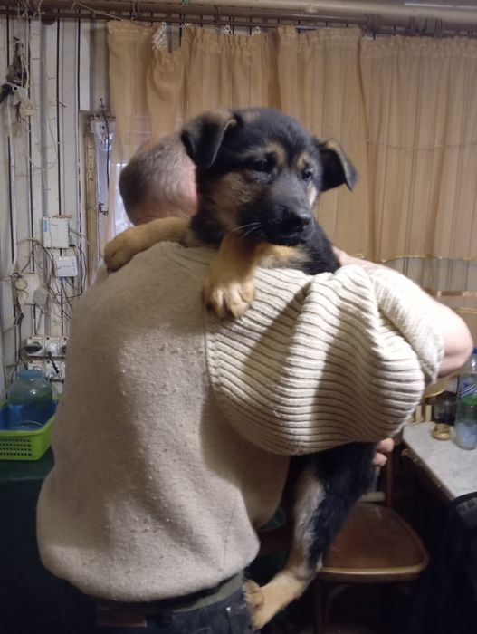 Роскошные суки, крупные.