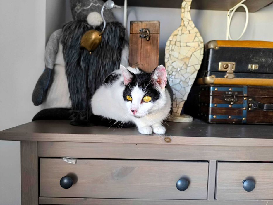 Kotka Nefri czeka na adopcję