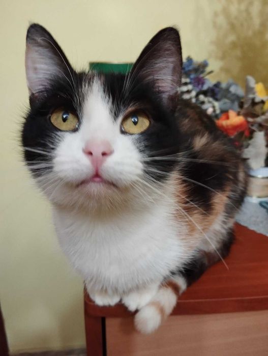 Отдается кошечка в хорошую семью