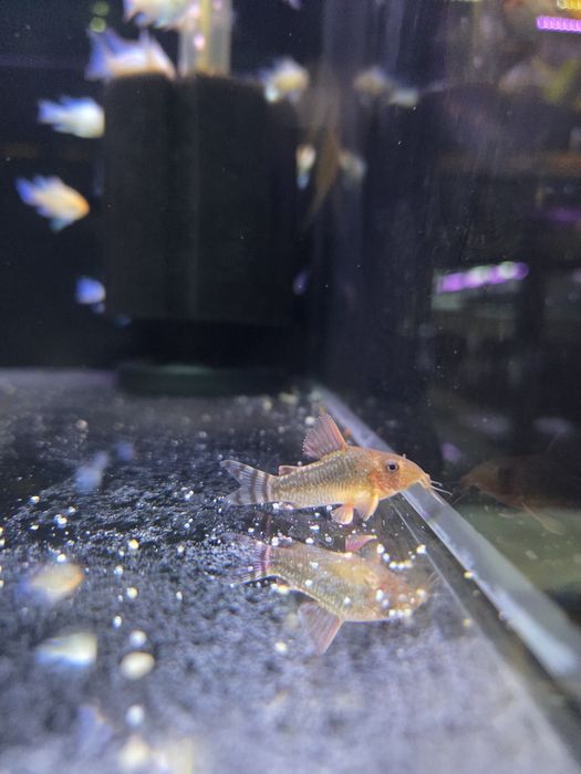 Kirysek gossei (Corydoras gossei)