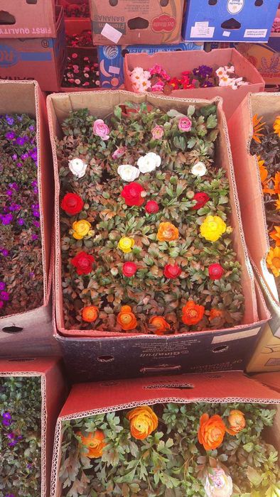 Анютки, гвоздика, лютик, примула,  квіти оптом, доставка Київ\Троєщина