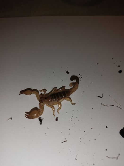 Scorpio maurus palmatus