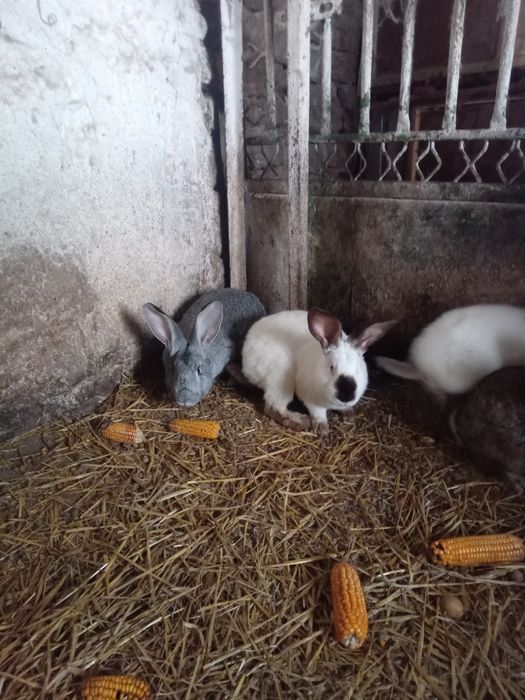 Молоди самки самці