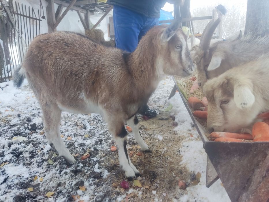 Kozy młode koza cap