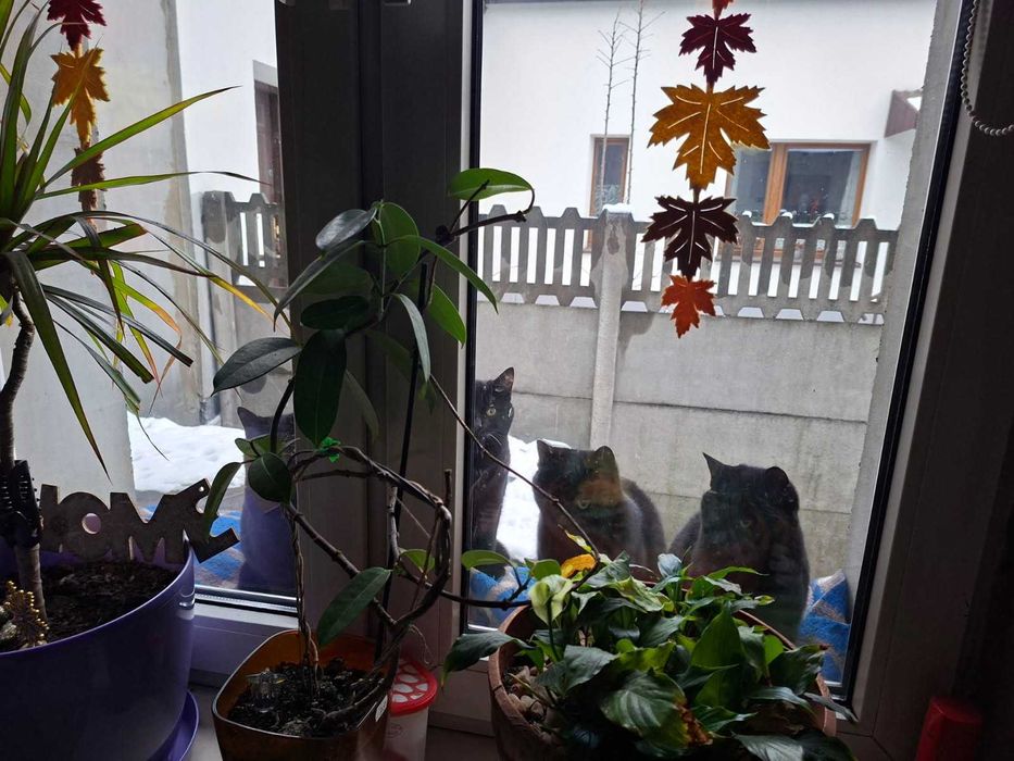 Oddam koty w dobre ręce