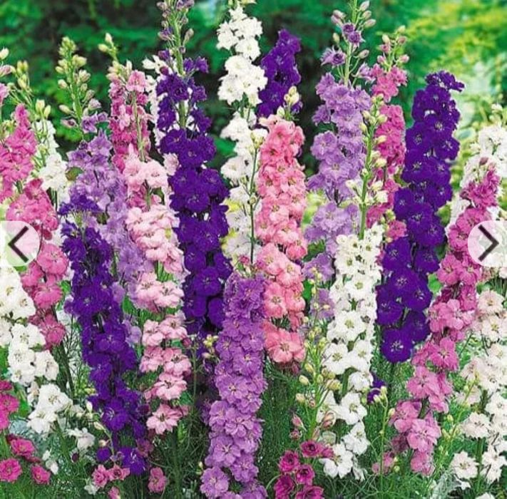 Дельфініум гіацинтовий